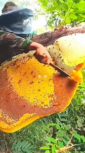 #bee #nature #bees #honey #macro #savethebees #flowers #beekeeping #naturephotography #beekeeper #honeybee #beesofinstagram #insects #photography #insect #flower #beehive #honeybees #biene #macrophotography #love #bumblebee #bienen #pollen #garden #honeycomb #art #pollinators #naturelovers #beekeepers | 10M