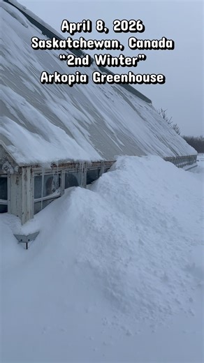 ⛄️🌴Second Winter in #saskatchewan at the #arkopia #greenhouse. When’s #spring ? #snow