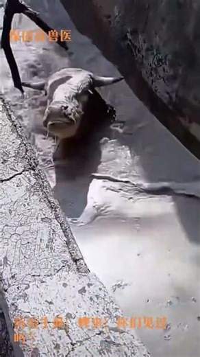 Washing a Farm Cow | Satisfying Rural Farm Care 🐄💦