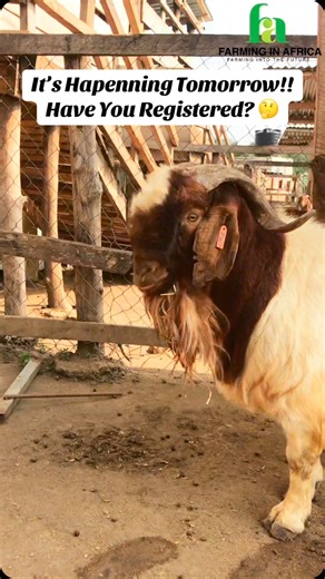 The goat farm management training is happening in a few hours where Fred and other experienced farmers will share insights on how to start and succeed in goat farming! #farminginafrica #semanhyiafarms #livestockfarming #bootcamp #startingafarm | Farming In Africa