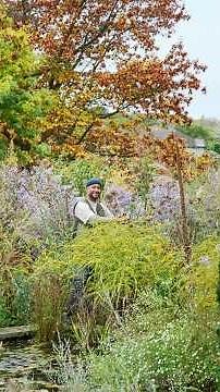 The garden that replaced bedding plants