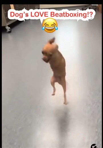 Perro Beatboxer: ¡Amor y Ritmo en Acción!