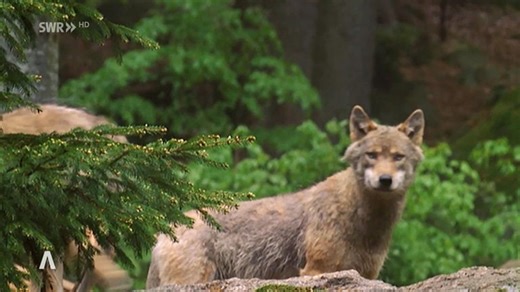 Wolfsrüde im Norden von RLP darf abgeschossen werden