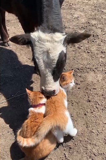 Adorable cow and cats have formed a moo-tiful friendship ❤️😁 | MetDaan Animals