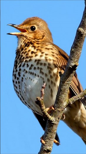 Bird Sounds - Relaxing Nature Sounds for Studying, Birdsong Relaxation, Bird Singing
