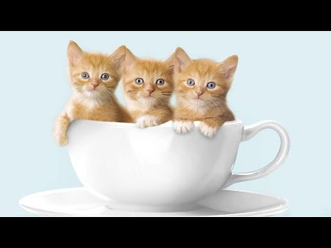 hình ảnh những chú mèo con cute, dễ thương nhất thế giới