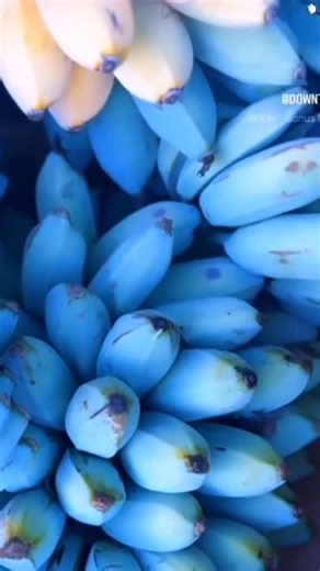 Pisang Biru yang Rasanya Seperti Es Krim! 😋