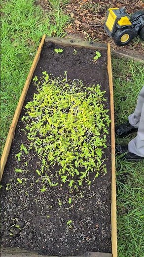 Winter Greens That Grow FAST in Cold Weather #selfsufficiency #gardening