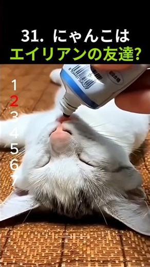 31 猫ちゃんの友達は宇宙人? 냥이 친구는 외계인? Is your cat friend an alien? #funny #cat #cute