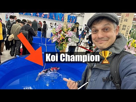All-Japan Koi Show 2025 in Tokyo w/ the Grand Champion Nishikigoi