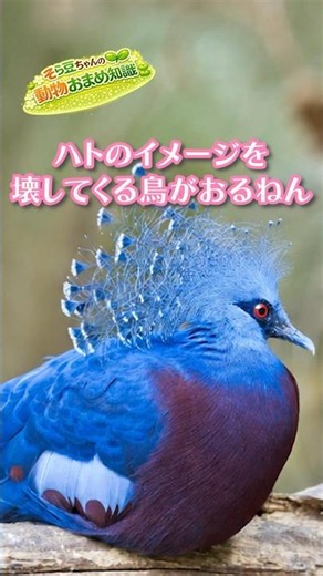王冠をかぶった巨大なハト オウギバトが美しすぎる #オウギバト #ハト #珍しい鳥 #美しい鳥 #動物の豆知識