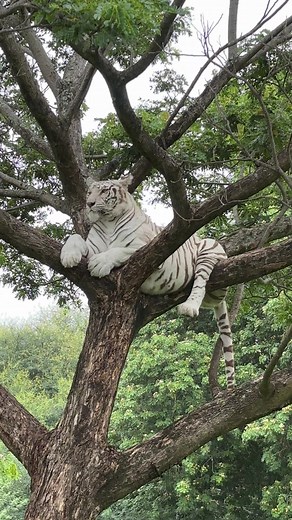 #aphextwin | white tiger