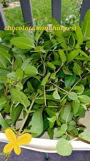 Chocolate Mint Harvest #herbaltea