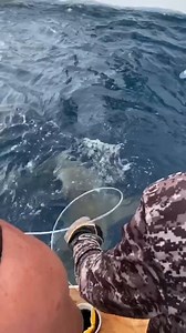 24K views · 80 reactions | Deep Sea Shark Fishing | NELK | Facebook
