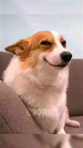 TRY NOT TO LAUGH | №4 #shorts #memes #trynottolaugh