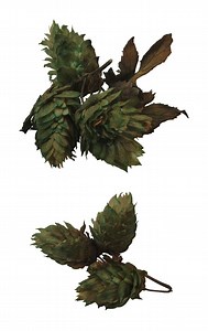 The Growing Zones for Hops