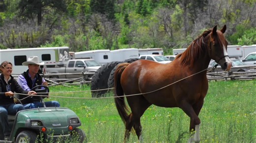 Memories of Dreamy, a horse who mastered long lining and navigated obstacles like a pro. From car washes to jumps, pedestals to horse trailers, his desire to move forward was truly inspiring. #HorseTraining #EquestrianLife #AnimalStories #Dreamy