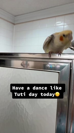 Cockatiel Dancing: Enjoy Tuti's Moves Today!