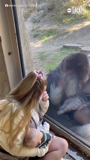 Zookeeper introduces her newborn baby to curious gorilla