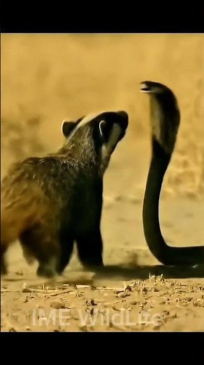 The Most FEARLESS Animal on Earth | Honey badger Vs cobra.