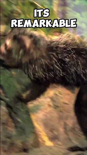 True Facts About The Aye Aye