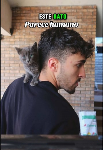 Casa para Gato: Manualidades Creativas