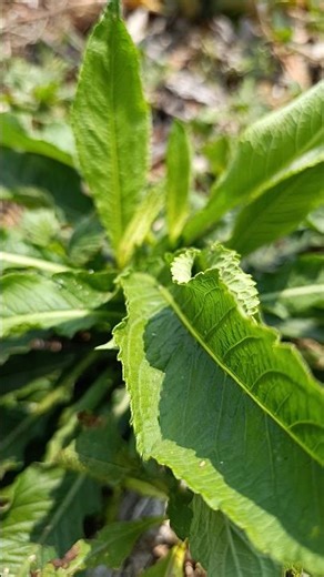 Nhận biết cỏ chỉ thiên - cây thuốc rừng