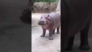Gorgeous hippo relaxes and explores its watery habitat