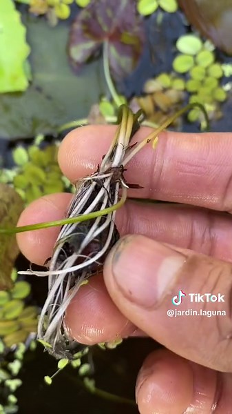 Cuneros de Nenúfares: Cultivando Beauty en el Jardín