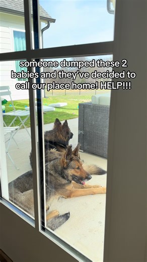 Finding a Home for Dumped Puppies in DFW