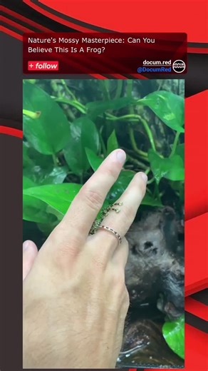 docum on Instagram: "Here's what they're not telling you about this incredible creature: You're looking at a Vietnamese Mossy Frog, *Theloderma corticale*, a master of biomimicry. Its deeply textured, tuberculated skin, adorned with shades of green and brown, is an evolutionary marvel designed to perfectly mimic moss or lichen found in its native rainforests of Vietnam. Most people miss this detail, but this isn't just a pattern; these dermal tubercles create a three-dimensional illusion, making