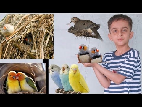 Rafy Hadi vlogs is live budgies parrot java sparrow finches mini sparrow 🕊🐧🐦🦜📢🔊🌾✨️😋👍activities