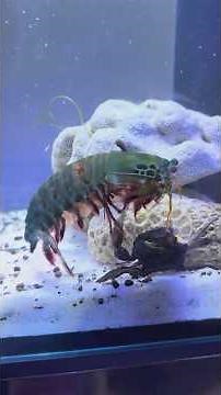 Mantis Shrimp's Glass-Breaking Punch in Slow Motion