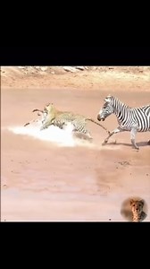 😢 . . . . . . . . . . . . . . . . . . . . . . . . . . . . . . . . . #SafariAdventure #ExploreTheWild #AfricanSafari #NatureExperience #WildlifeJourney #SafariDreams #IntoTheWild #NatureLovers #WildlifePhotography #TravelAfrica #DiscoverNature #WildernessCulture #BigCatSafari #NatureEscape #AdventureAwaits #RoamThePlanet #SafariLife #WildAndFree #TravelGoals #NatureInspires | Travel Wise Safari Tanzania