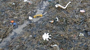 5.3K views · 273 reactions | Not to many people witness this Severn estuary mess but Black rock lave net fishermen certainly do........ Tens of thousands of "Small " pieces of plastic pushed together by wind and tide. You name it and it's there , dumped in the estuary or our rivers . Go back 30 years and this was simply not the case. Single use plastic is a scourge on the planet and our oceans.郎 www.blackrocklavenets.co.uk | Black rock lave net heritage fishery | Facebook