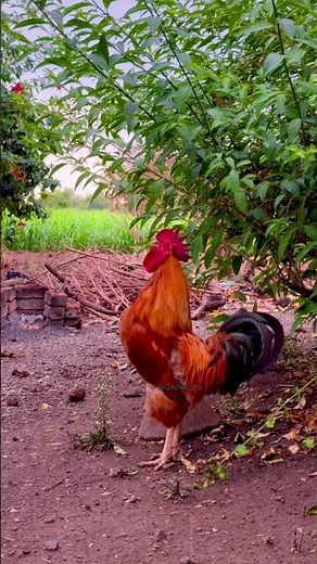 Majestic Rooster Crowing in the Rain 🌧️🐓#villagelife #roostercrow
