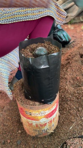 Avocado seed germination process