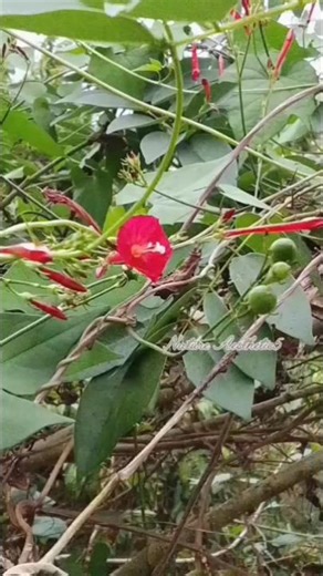 Red scarlet morning glory blooms with elegance🌸🌿
