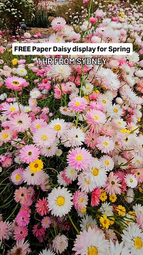 Must visit Spring display near Sydney‼️ The mesmerising Paper Daisies are in full display at the largest botanical garden in Australia. Make sure you visit them this spring season 🌸 👉 Entry is FREE 👉 Peak flowering period: Sept - October starting ✅️ Plan a trip from Sydney to Bowral via Mount Annan. You can witness these beautiful daisies before heading to Tulip Festival in Bowral 🌷 📍Australia Botanic Garden, 362 Narellan Rd, Mount Annan 🅿️ Ample parking available ➡️ Follow @aussies.upclos