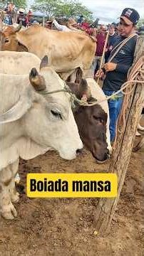 Oxen pulling a cart and plow