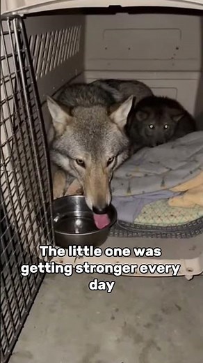 I Went Into A Flooded House For A Wolf... And Found A Whole Family