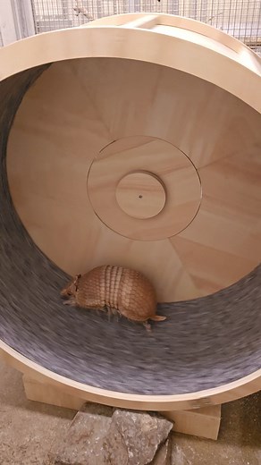 6.1K views · 130 reactions | Feel the burn! This is a short video of our Southern three-banded armadillo “Leonard” on his specially designed exercise wheel. Leonard is part of our ambassador animal program at Central Park Zoo. According to Keeper Bianca, this wheel is one of many enrichment activities Leonard enjoys. It's a great tool to provide him some additional healthy exercise. Sound on for armadillo-ASMR! : Keeper Bianca | Central Park Zoo | Facebook