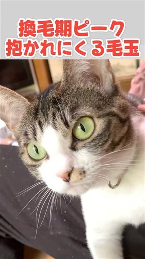 抜け毛をまといかわいい鳴き声で抱っこを要求する猫 #猫 #ねこ #子猫 #保護猫