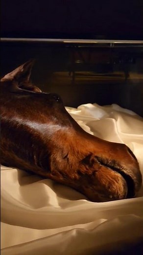 A Horse Head in Bed? The Godfather 1972