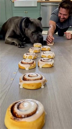 Man VS Cane Corso: The Cinnamon Roll Chaos Challenge 🐶 #dogshorts #funny