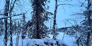 Viral photo of frozen moose explained by man who snapped it