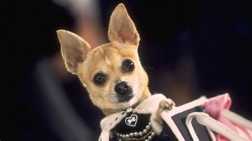 The case of the coke-snorting Chihuahua