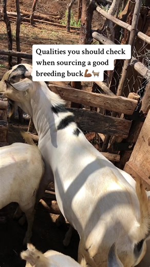 Qualities to Look for When Sourcing a Good Breeding Buck 🐐