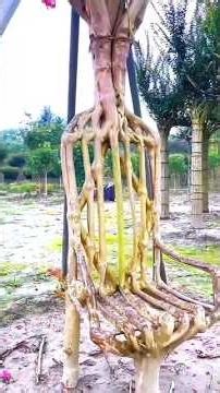 The tree shaping art । #facts #amazingfacts