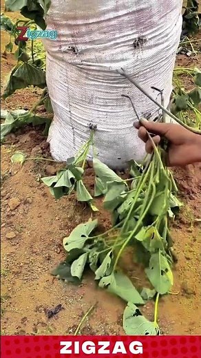 Innovative Vertical Farming Method for Easy Vegetable Harvesting